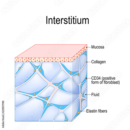 Structure of Interstitium. Human Tissues