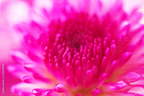 Colorful flowers chrysanthemum made with gradient for background Abstract texture Soft and Blurred style.postcard.