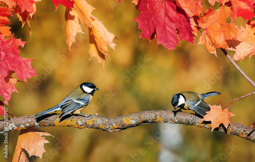 natural background with a pair of cute bird Tits sitting in an autumn garden on a maple branch with bright red leaves on a clear day