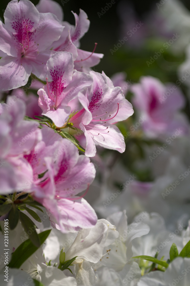 Fototapeta premium 白とピンクのツツジ