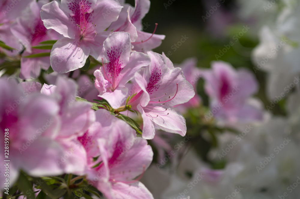 Obraz premium 白とピンクのツツジ