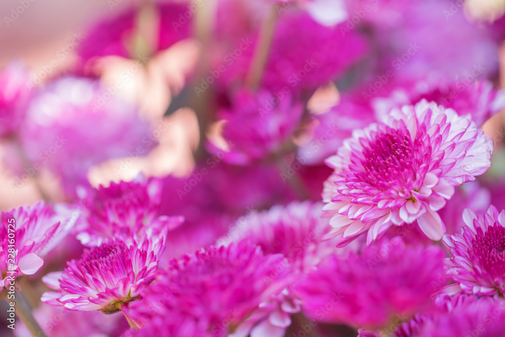 Obraz premium Colorful flowers chrysanthemum made with gradient for background,Abstract,texture,Soft and Blurred style.postcard.