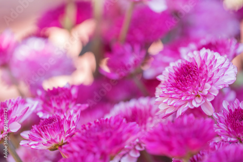 Colorful flowers chrysanthemum made with gradient for background Abstract texture Soft and Blurred style.postcard.