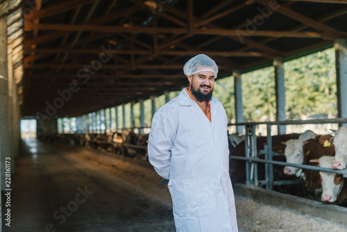 Fototapeta Naklejka Na Ścianę i Meble -  Veterinarian checking cows at cow farm.