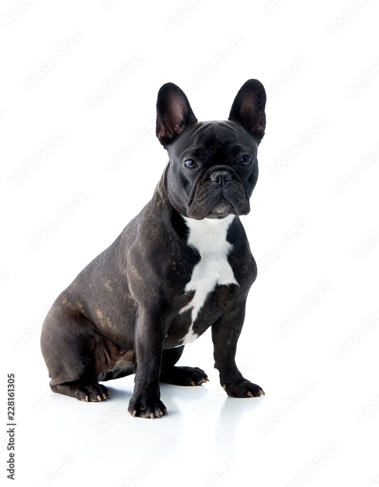Isolated french bulldog in black