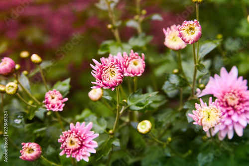 Chrysanthemum flowers as a background close up. Pink and purple Chrysanthemums. Chrysanthemum wallpaper. Floral background. Selective focus.