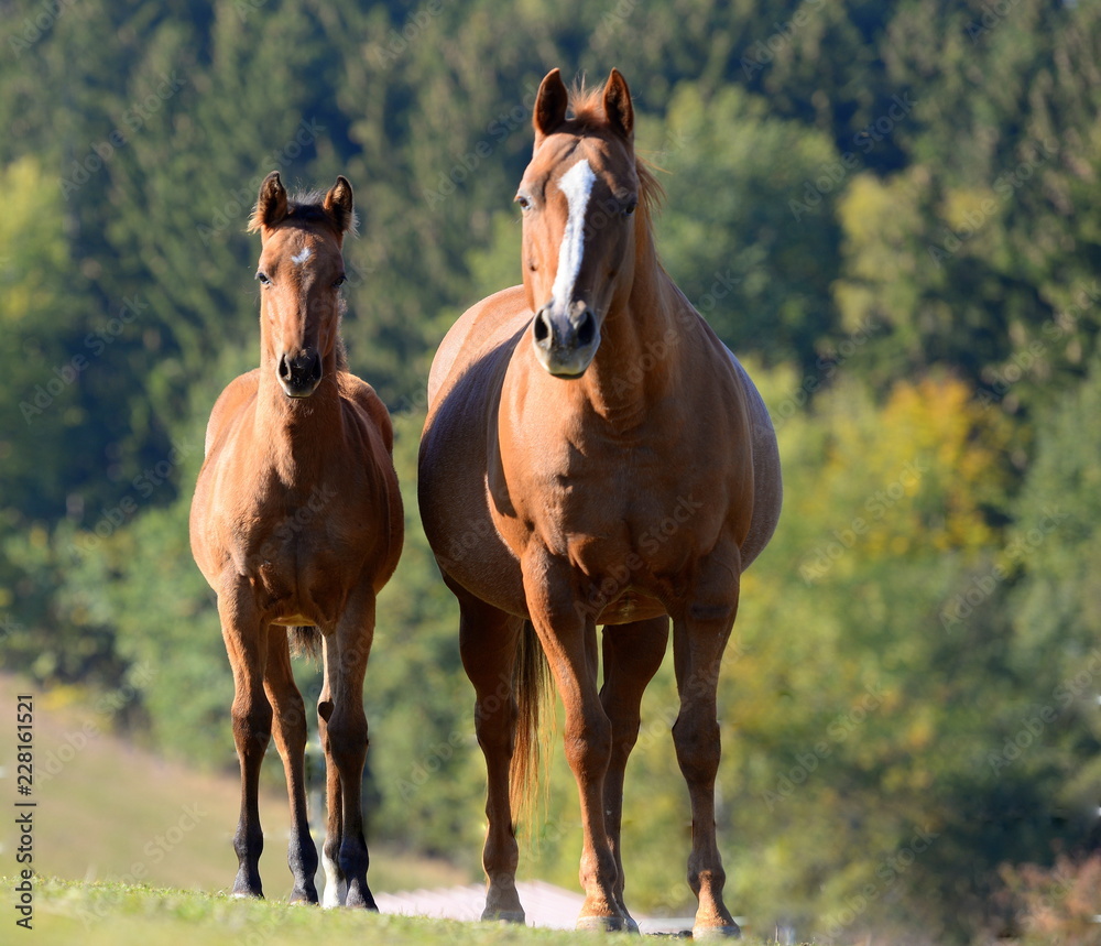Mutter und Tochter. Fuchsfarbene Quarter Horse Stute mit Fohlen stehen frei vor einem Wald Mutter und Tochter. Fuchsfarbene Quarter Horse Stute mit Fohlen stehen frei vor einem Wald