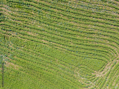 Aerial view of regular line pattern in freshly cut grass field with texture from tractor tires