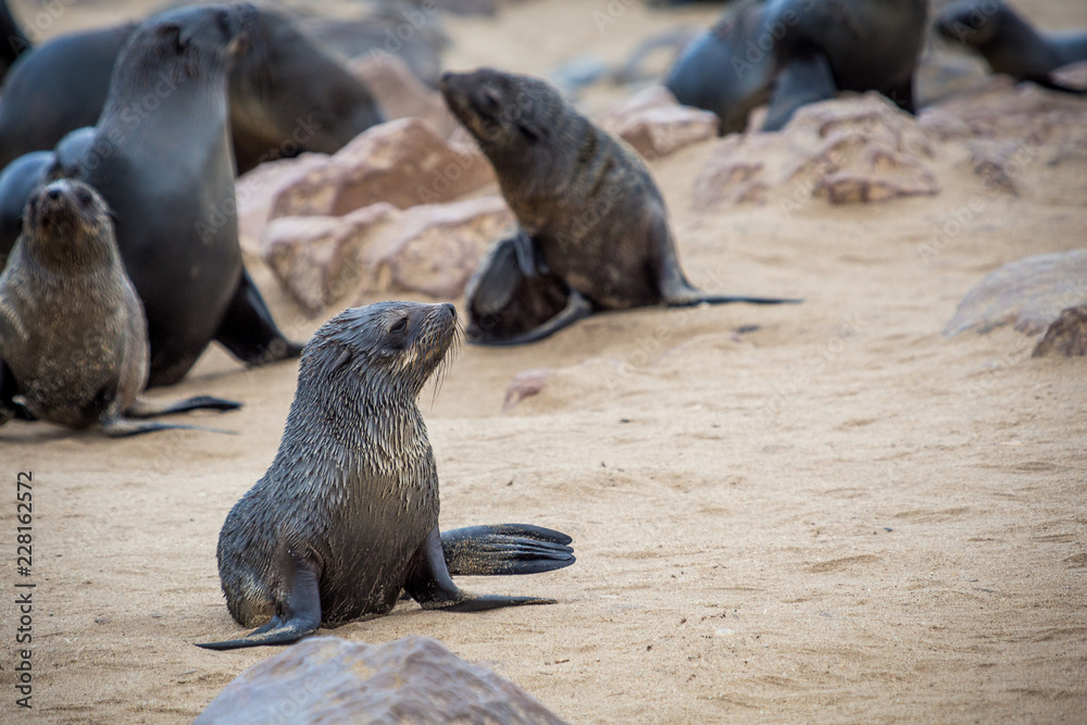 Naklejka premium Otaries de Cape Cross en Namibie Afrique Voyage