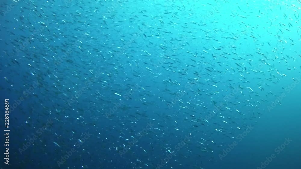 Underwater scene Little fishes Bait ball swimming Underwater scene Little fishes Bait ball swimming