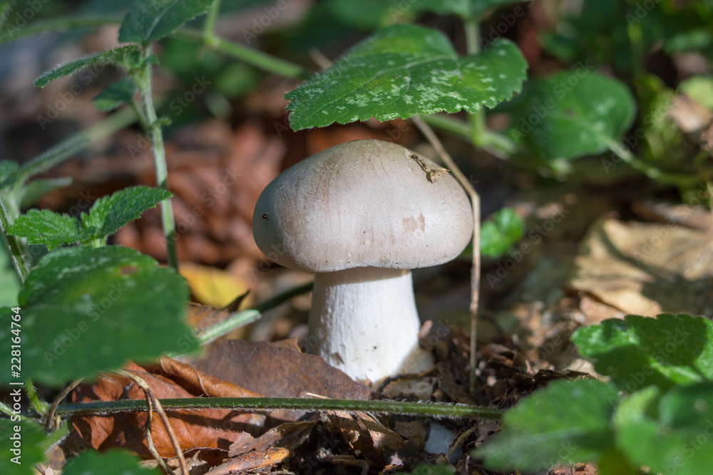 mushroom Clitocybe nebularis,Clitocybe nebularis or Clouded Funnel in the coniferous forest