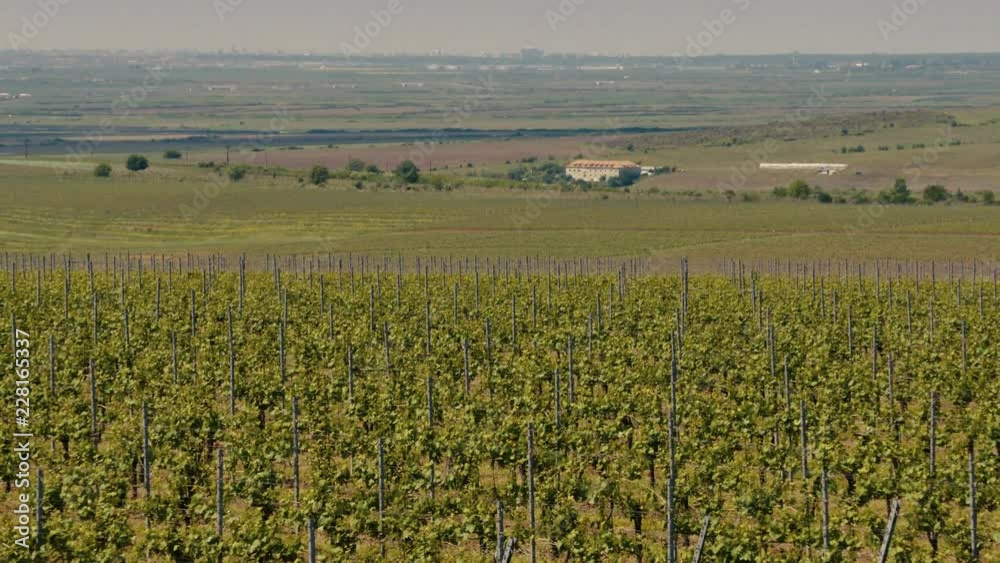 Large view of a vineyard hill with farmhouse in background Large view of a vineyard hill with farmhouse in background