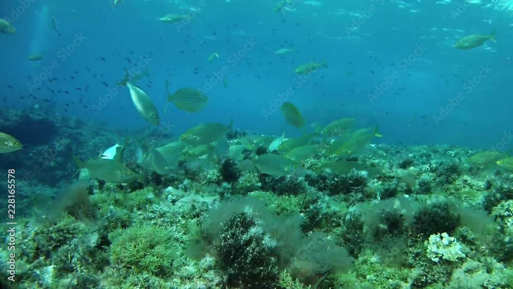 Underwater scene - Salema fish shoal in a reef - Mediterranean sea scuba diving Underwater scene - Salema fish shoal in a reef - Mediterranean sea scuba diving