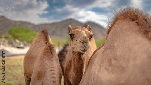 Camel In Desert