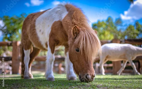 Obraz Koń Karzeł W Zielonym Polu