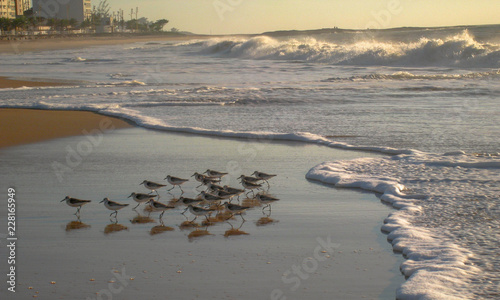 Seabirds Feeding at Dawn on Cavaleiros Beach, RJ, Brazil