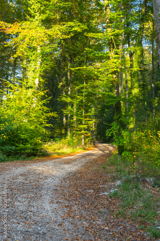 Fototapeta premium Waldweg