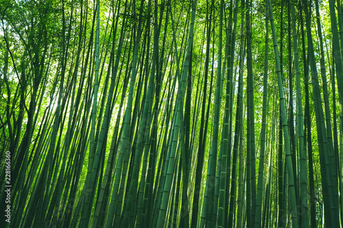 Arashiyama Bamboo forest at Arashiyama district in Kyoto, Japan.