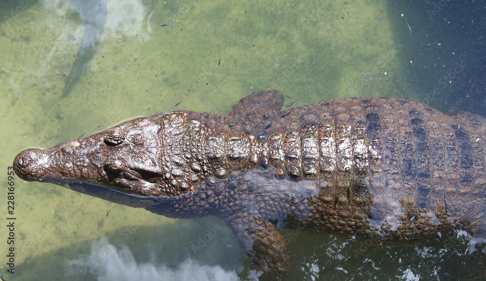 An American Alligator swimming in shallow water An American Alligator swimming in shallow water