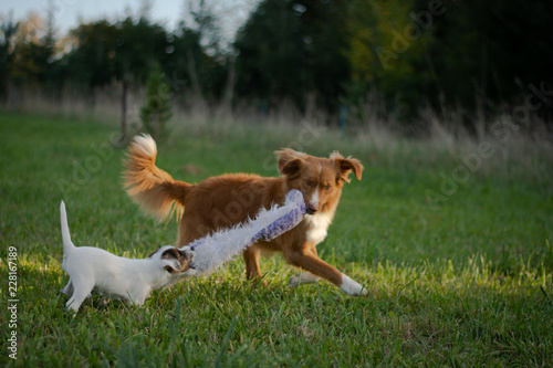 Nova Scotia Duck Tolling Retriever with Parson Russell Terrier Puppy