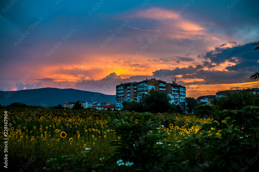 landscape with sunflowers landscape with sunflowers