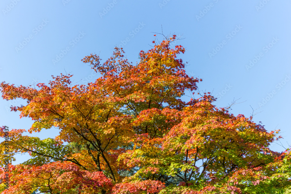 Bunte Herbstblätter an Baum vor blauem Himmel. Bunte Herbstblätter an Baum vor blauem Himmel.