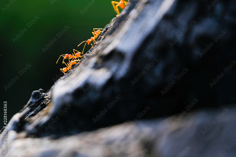 Closeup ants working team together on dried tree. green nature background. Closeup ants working team together on dried tree. green nature background.