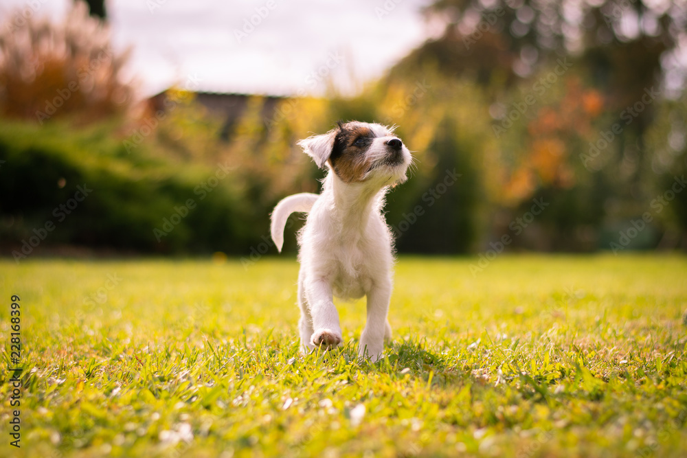 Parson Russell Terrier Puppy Parson Russell Terrier Puppy