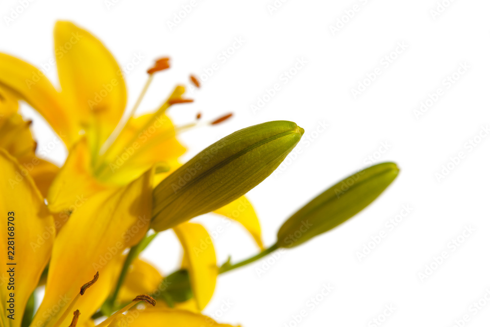 Obraz premium Isolated flowers on white background