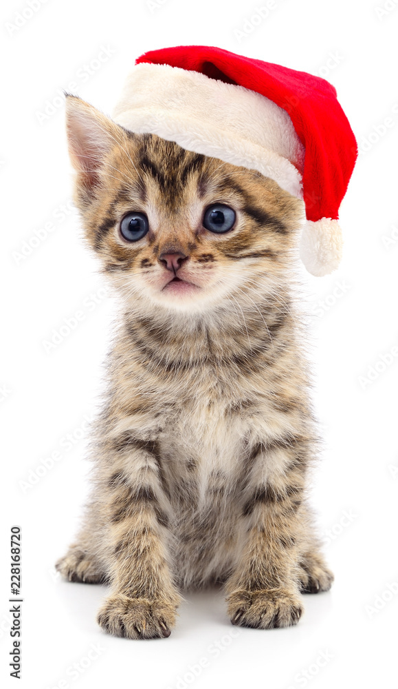 Kitten in a red Santa Claus hat. Kitten in a red Santa Claus hat.