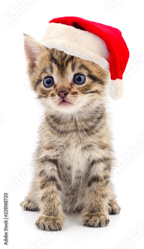 Kitten in a red Santa Claus hat. © Anatolii