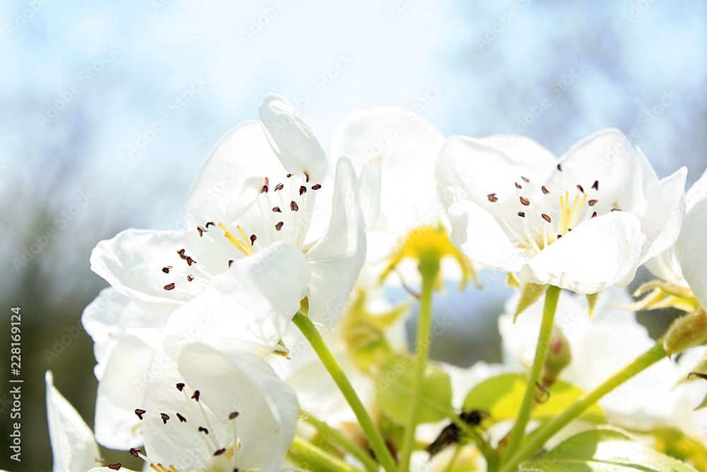spring white flowers on a background spring white flowers on a background