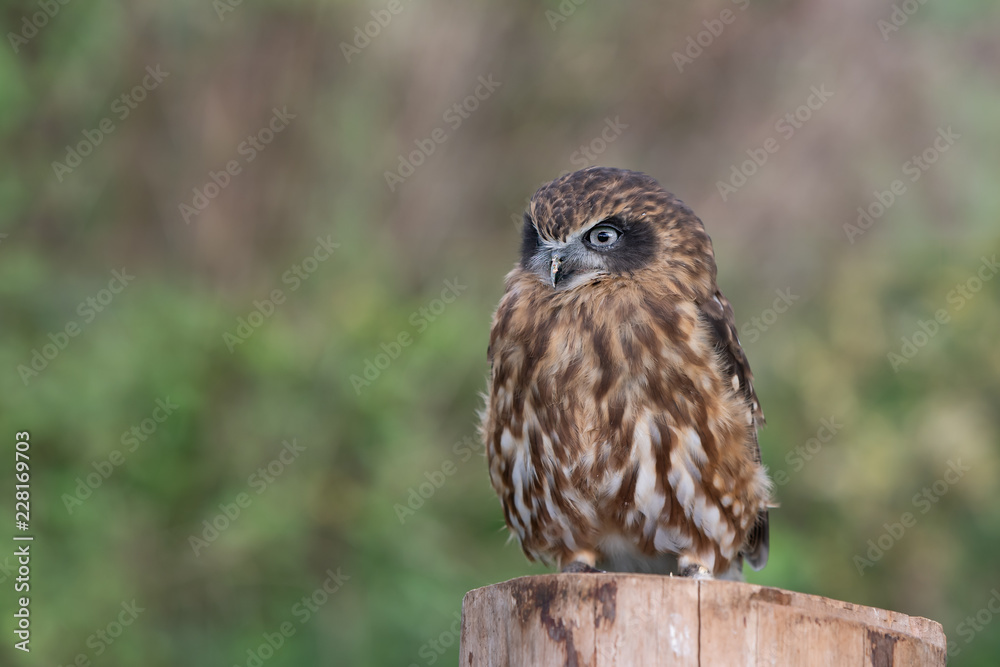 Owl Owl
