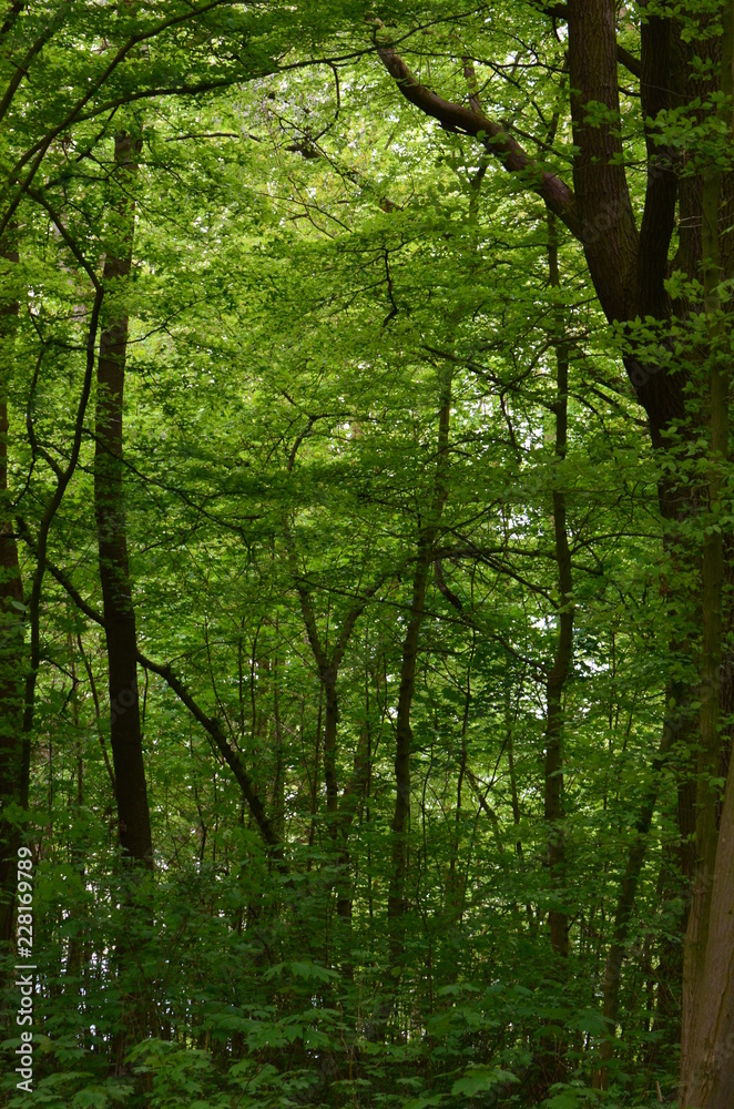 Obraz premium Path through the forest