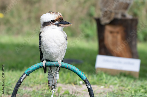 Kookaburra photo