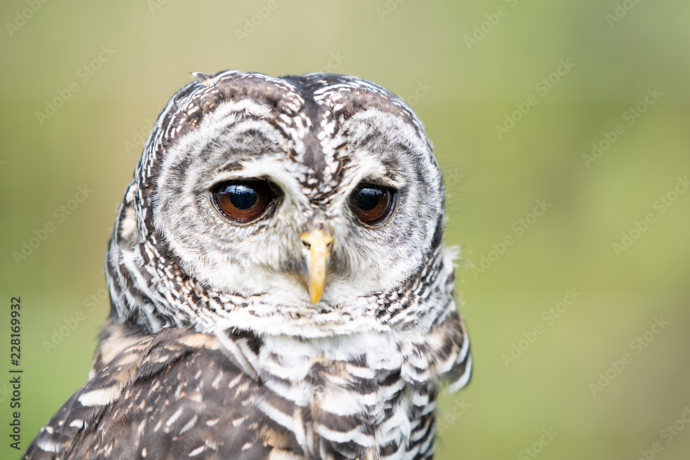 Obraz premium Owl