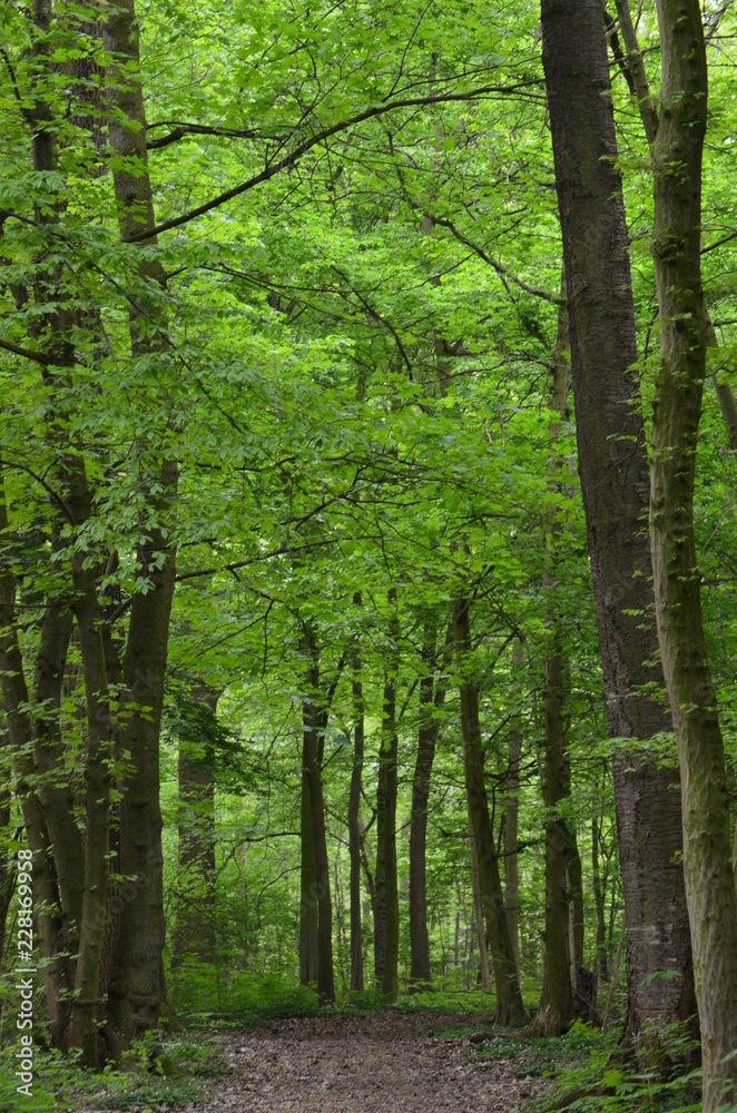 Path through the forest