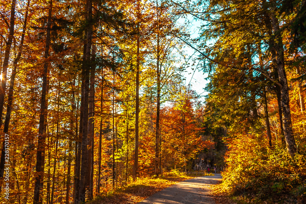 The joy of autumn colors in the Bavarian mountains.