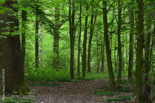 Path through the forest