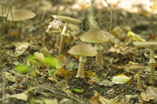 mushroom in forest