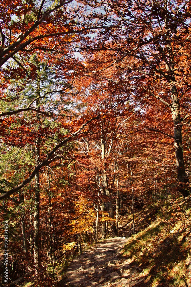 Road from the city - colorful autumn