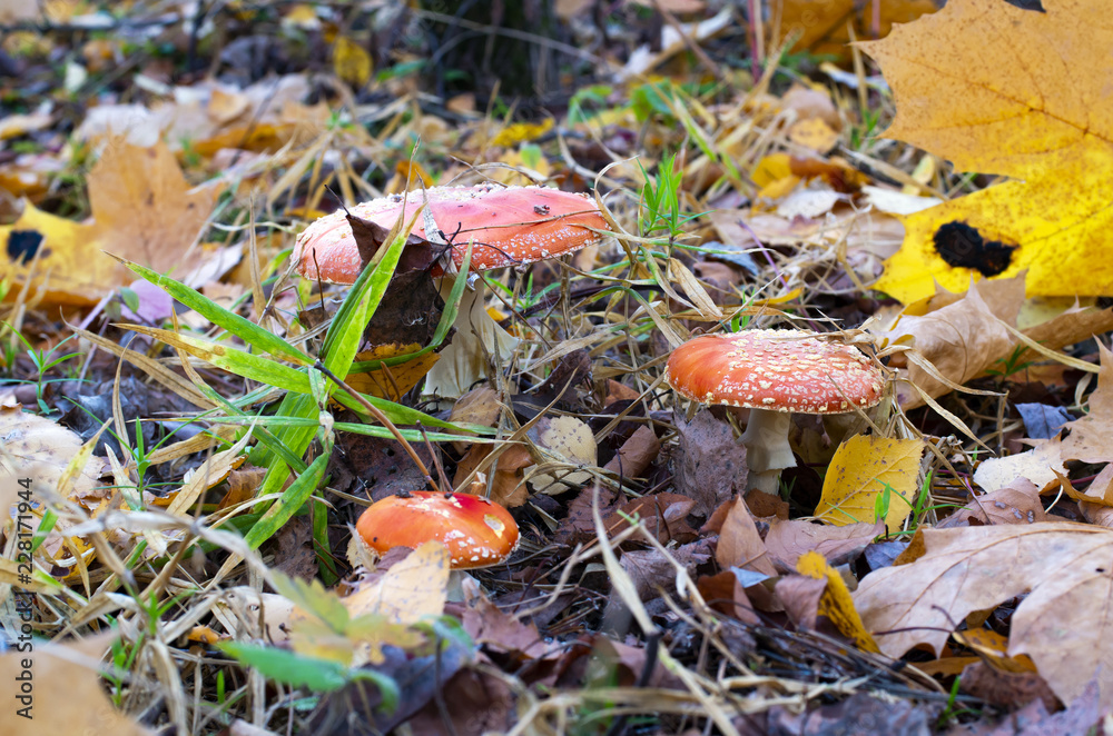 Amanita muscaria mushroom in autumn forest Amanita muscaria mushroom in autumn forest
