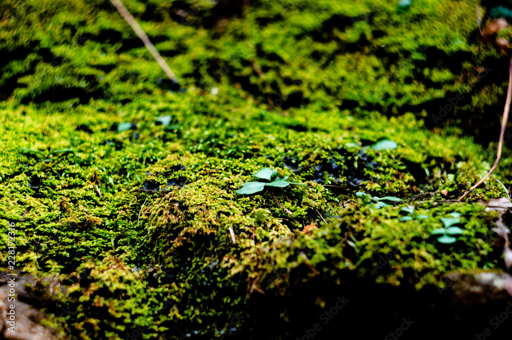 Moss