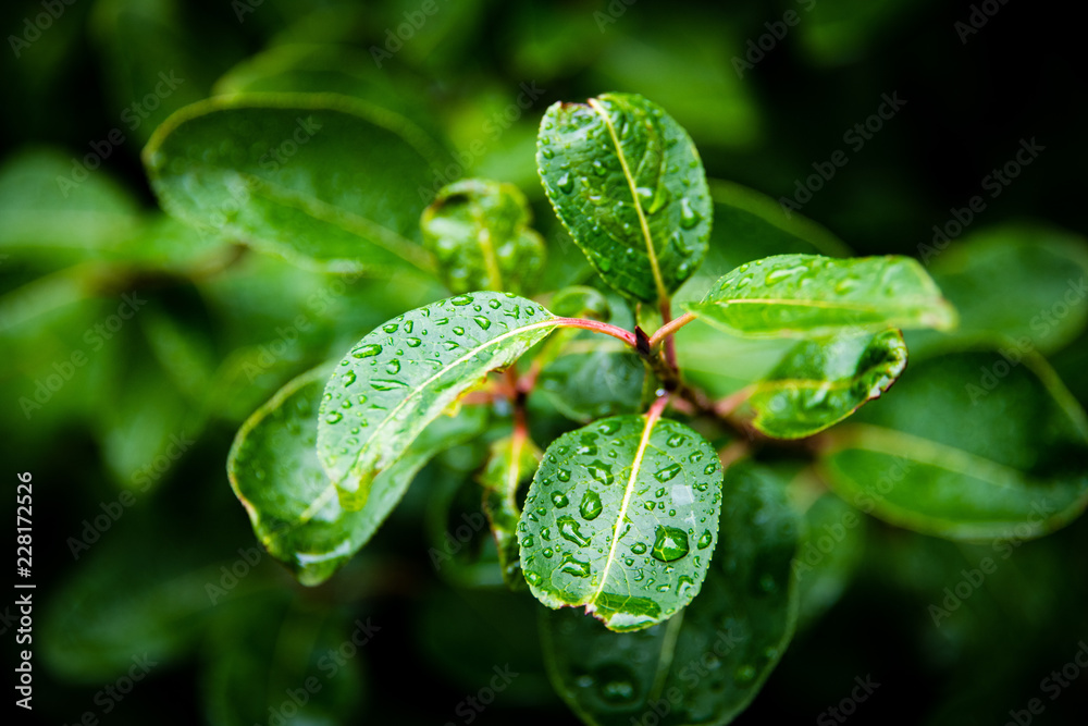 Water Droplets on Leaf Water Droplets on Leaf