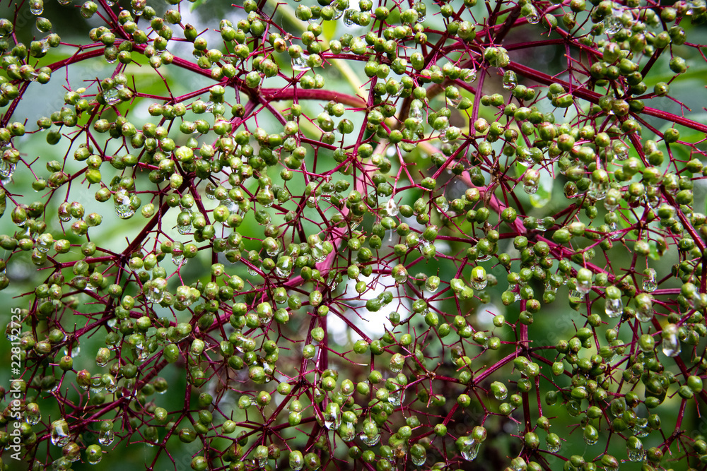 Beads on Trees Beads on Trees