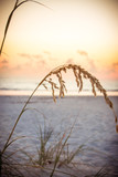 Beach grass on sunset beach