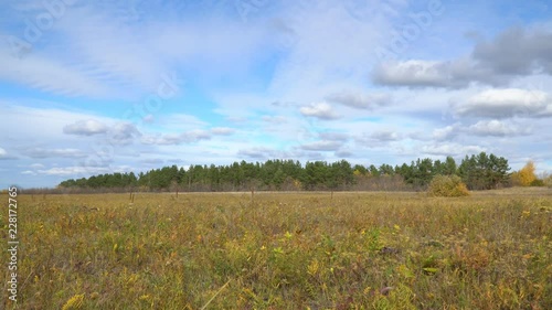 Autumn meadow in front of a pine forest. Autumn landscape.