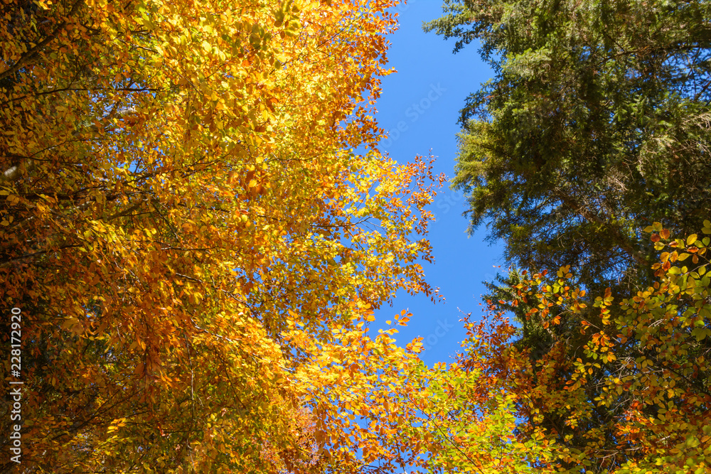 Buchen in Herbstfärbung mit Fichten in den Bergen Buchen in Herbstfärbung mit Fichten in den Bergen