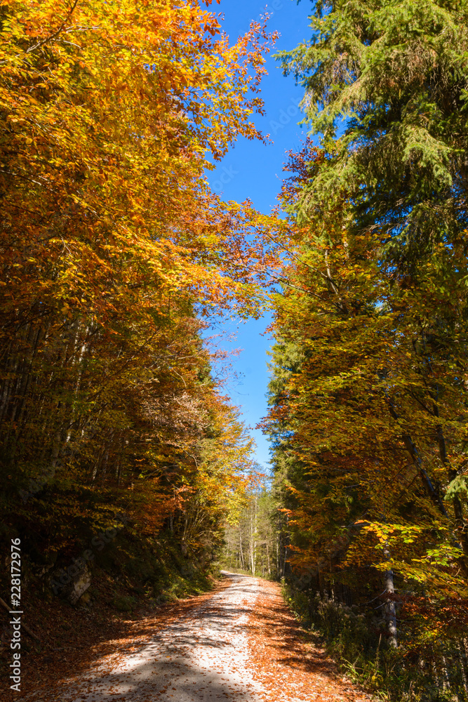 Buchen in Herbstfärbung mit Fichten in den Bergen