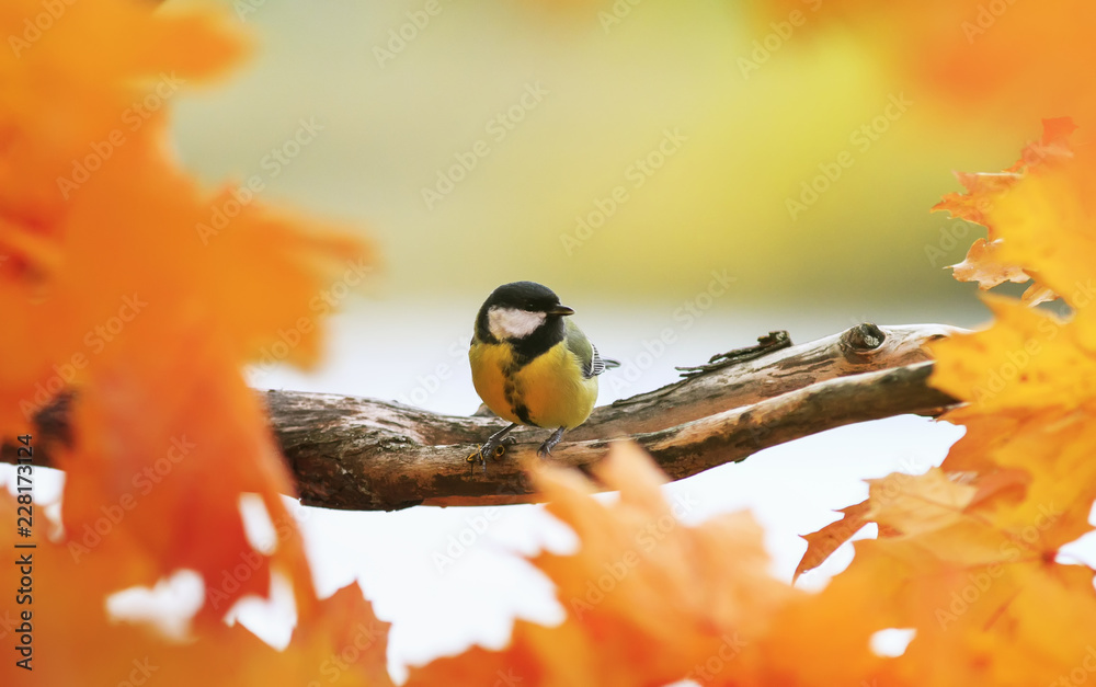 Fototapeta premium portrait of little beautiful bird tit sitting in autumn Park on maple tree with bright red and yellow leaves on Sunny day and eating caught wasp
